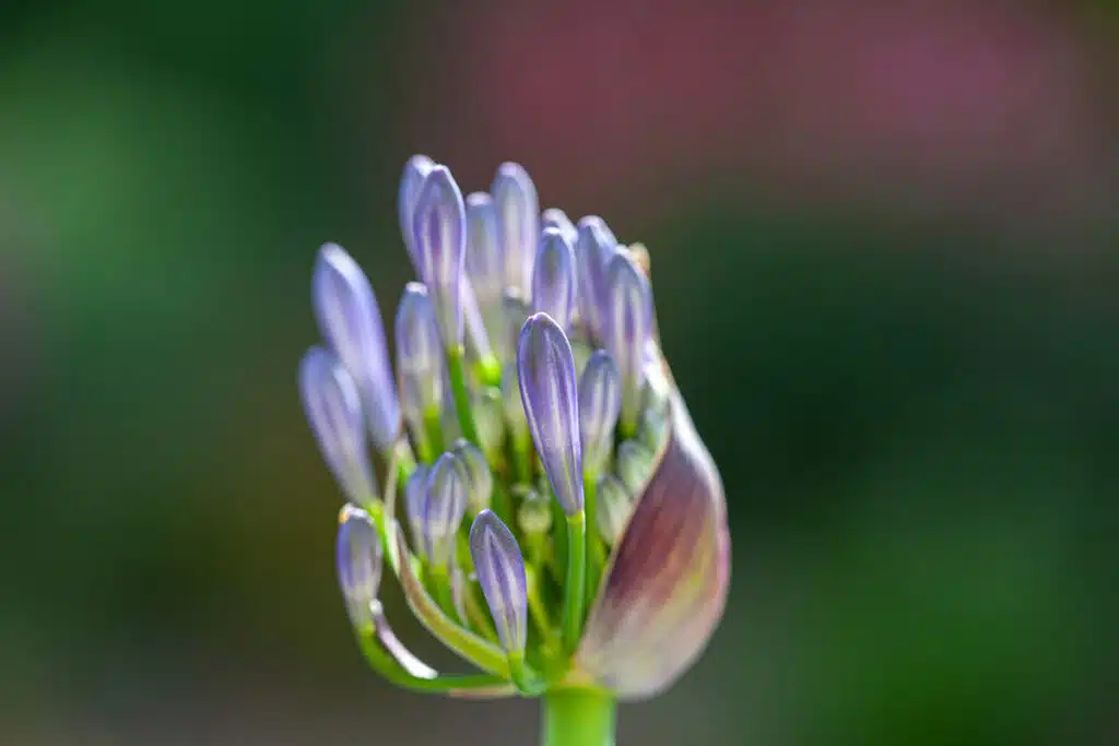 Agapanthus