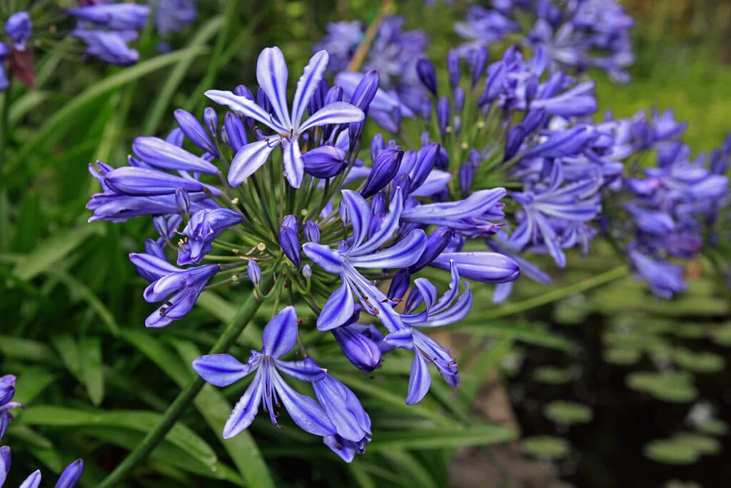 Agapanthus