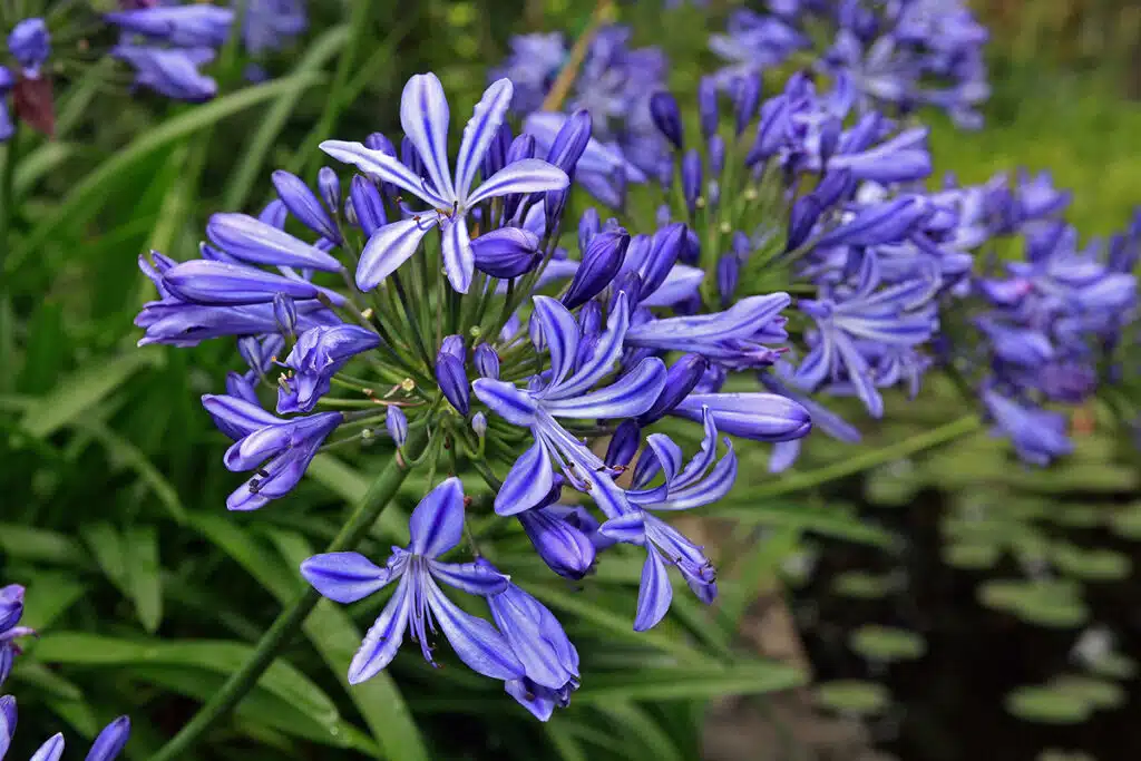Agapanthus