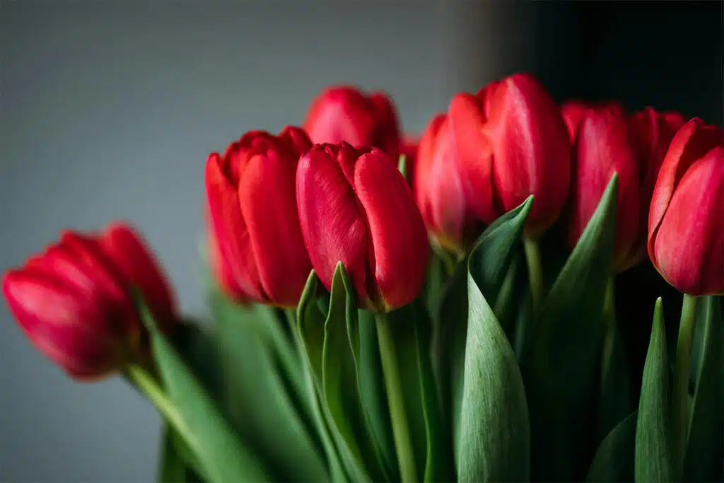 8 Marzo