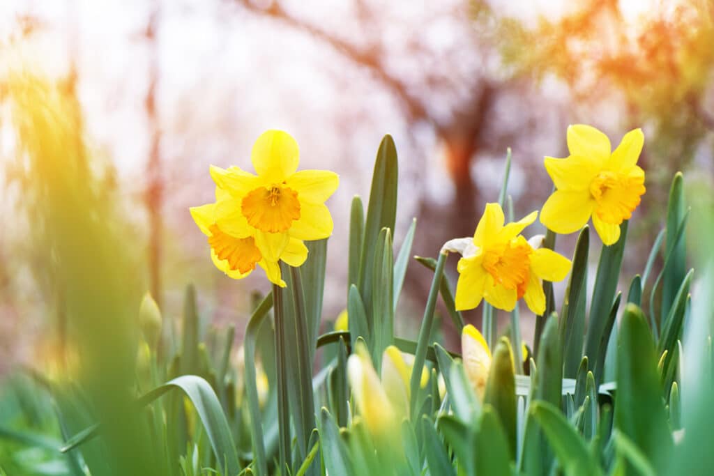 Il Narciso: Conosci Caratteristiche E Storia Di Questo Fiore? - Pollice Verde Vicenza - 1 Narciso