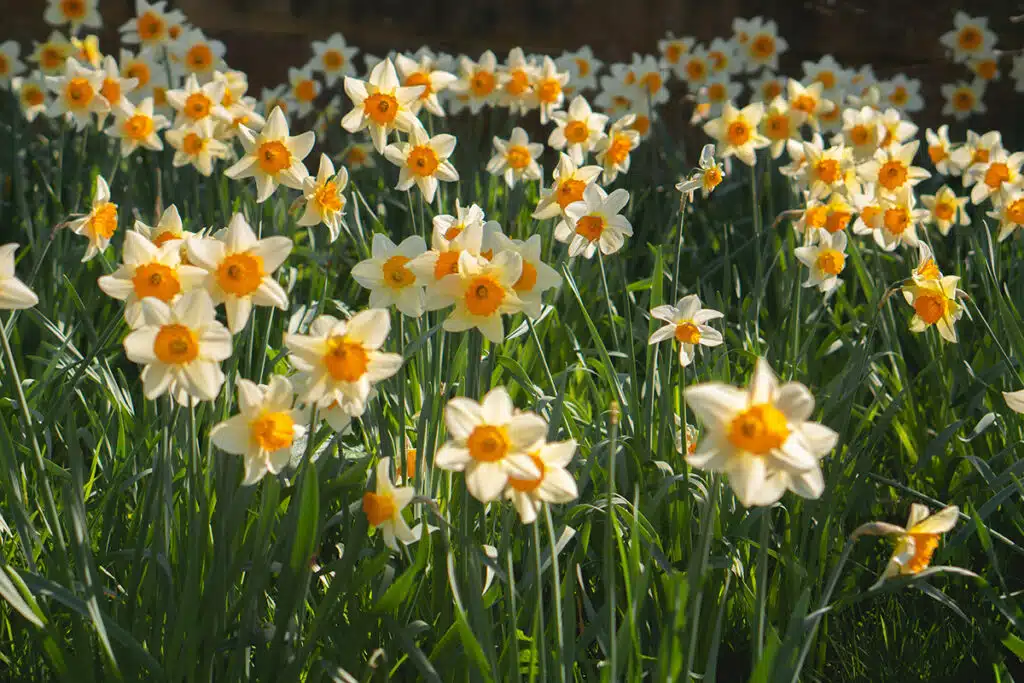 Narciso