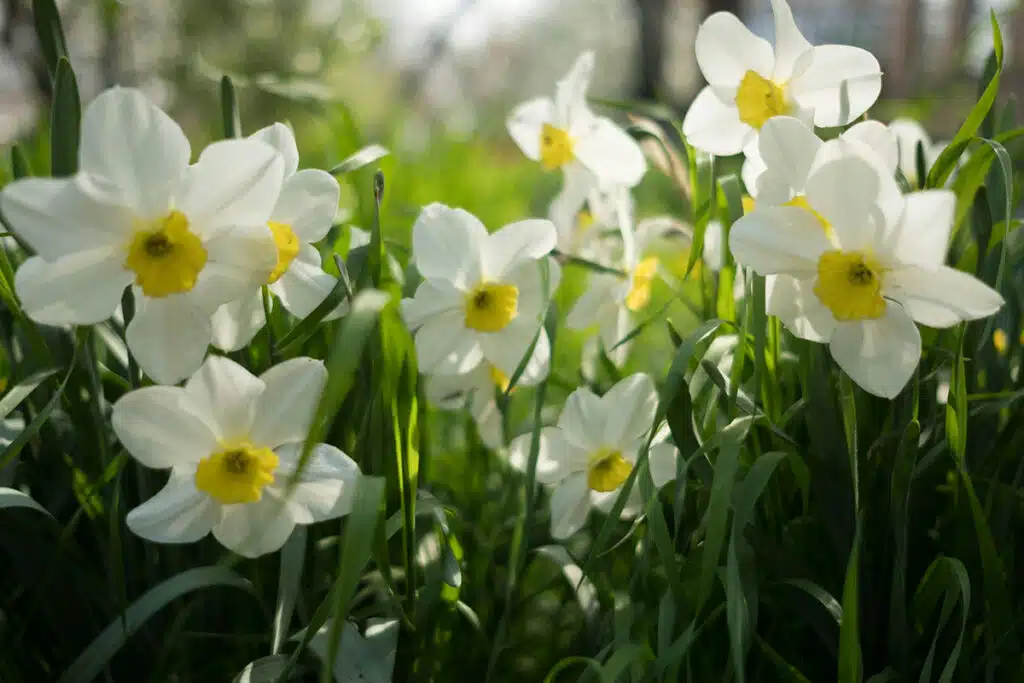 Narciso