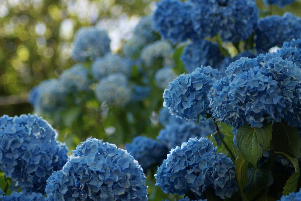 Ortensie