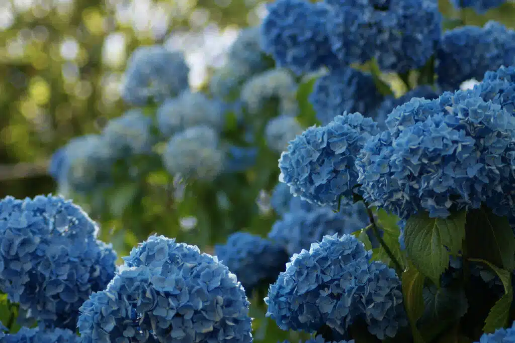Ortensie