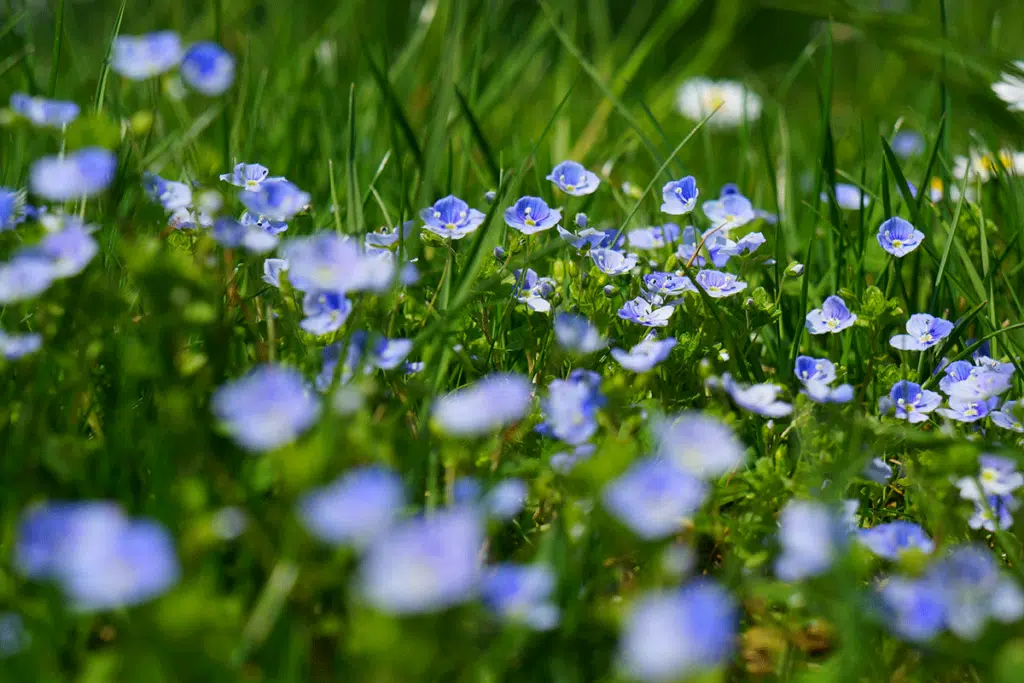 Veronica Persica