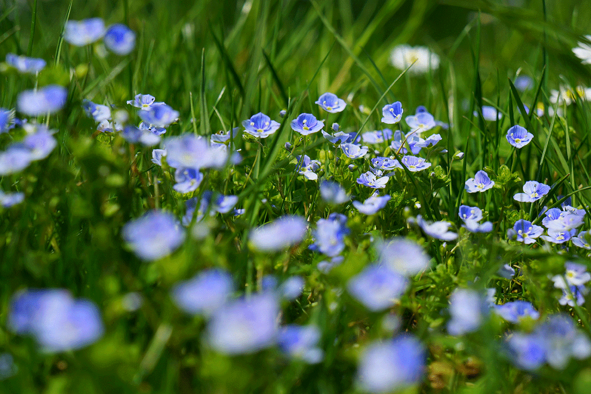 veronica persica