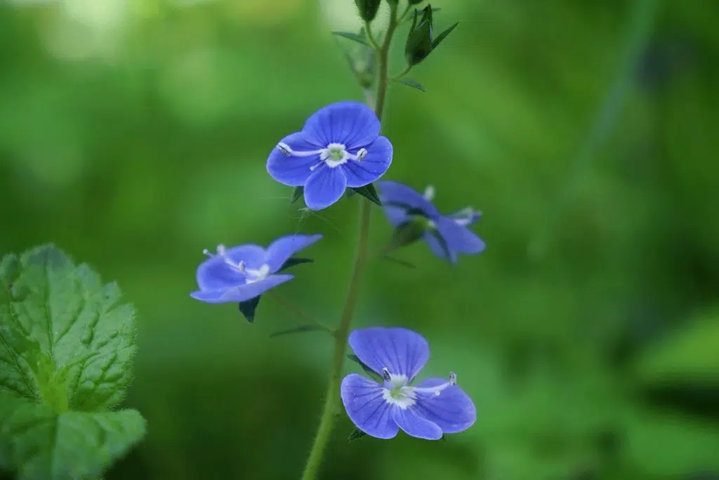 Veronica Persica