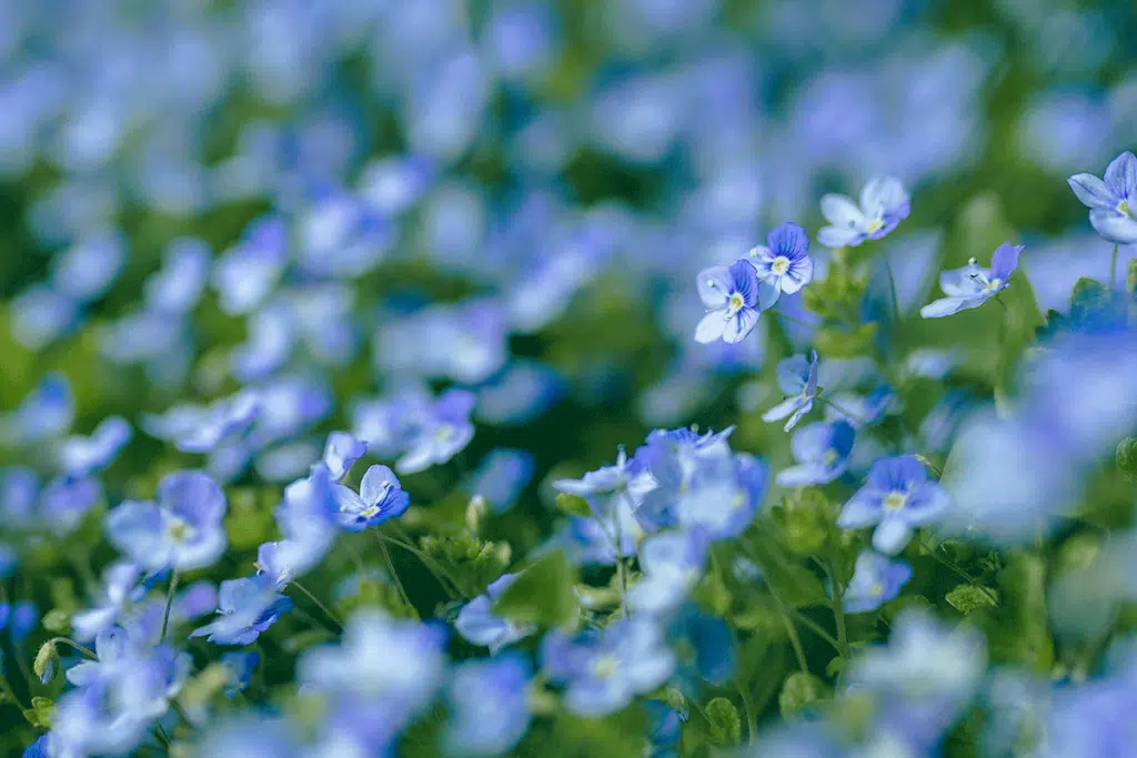 Veronica Persica