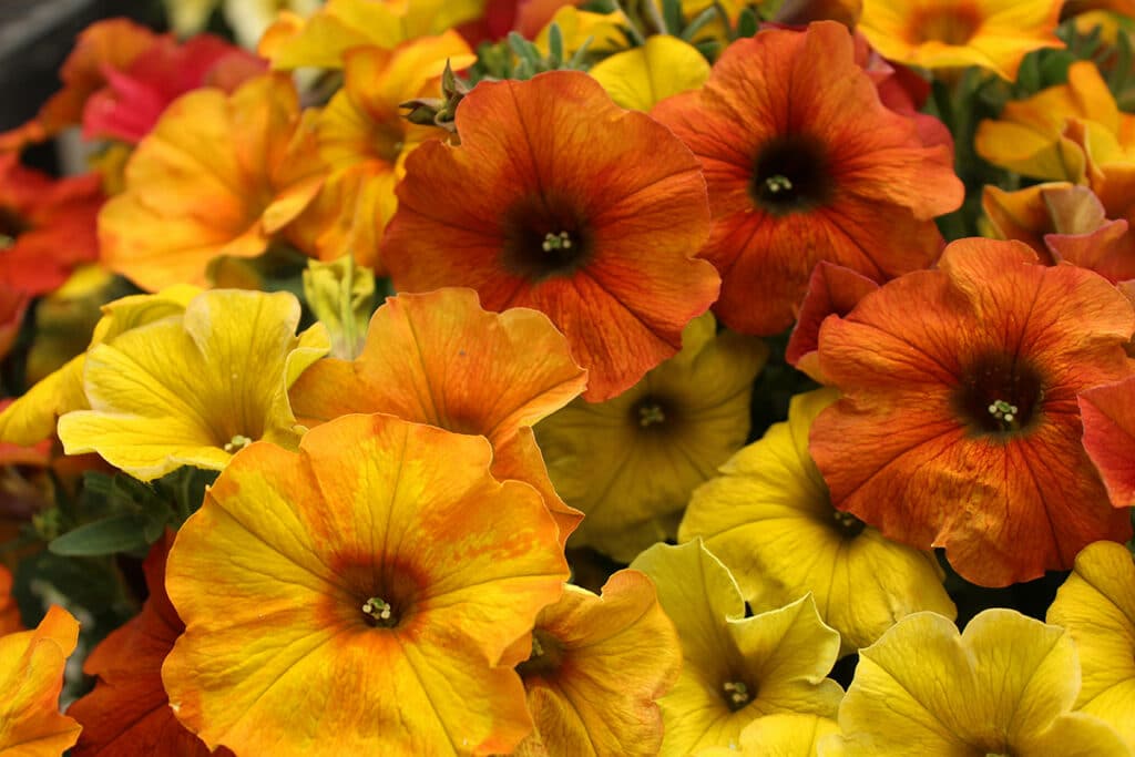 Elegante, Colorata E Dalla Fioritura Abbondante:
Conosci La Petunia? - Pollice Verde Vicenza - 4 Petunia