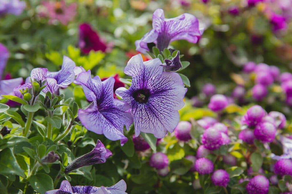 Pollice Verde Vicenza Elegante, Colorata E Dalla Fioritura Abbondante:  Conosci La Petunia? 2