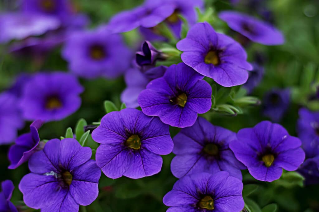 Pollice Verde Vicenza Elegante, Colorata E Dalla Fioritura Abbondante:  Conosci La Petunia? 4