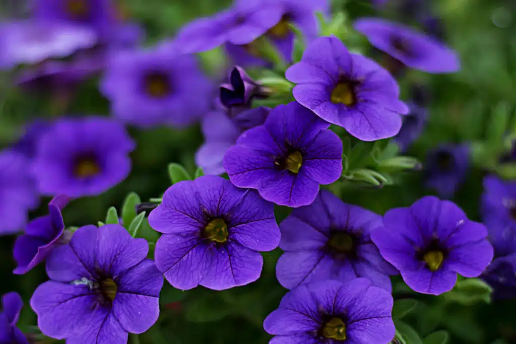 Pollice Verde Vicenza Elegante, Colorata E Dalla Fioritura Abbondante:  Conosci La Petunia? 4