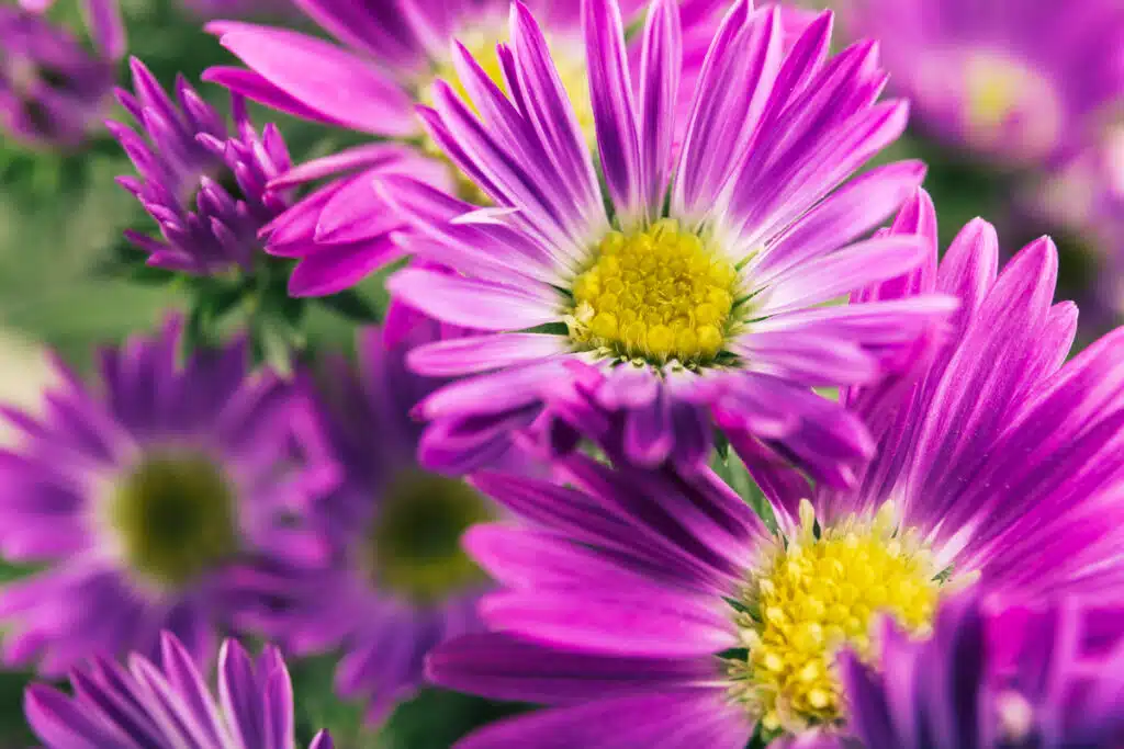 Fiori Settembrini