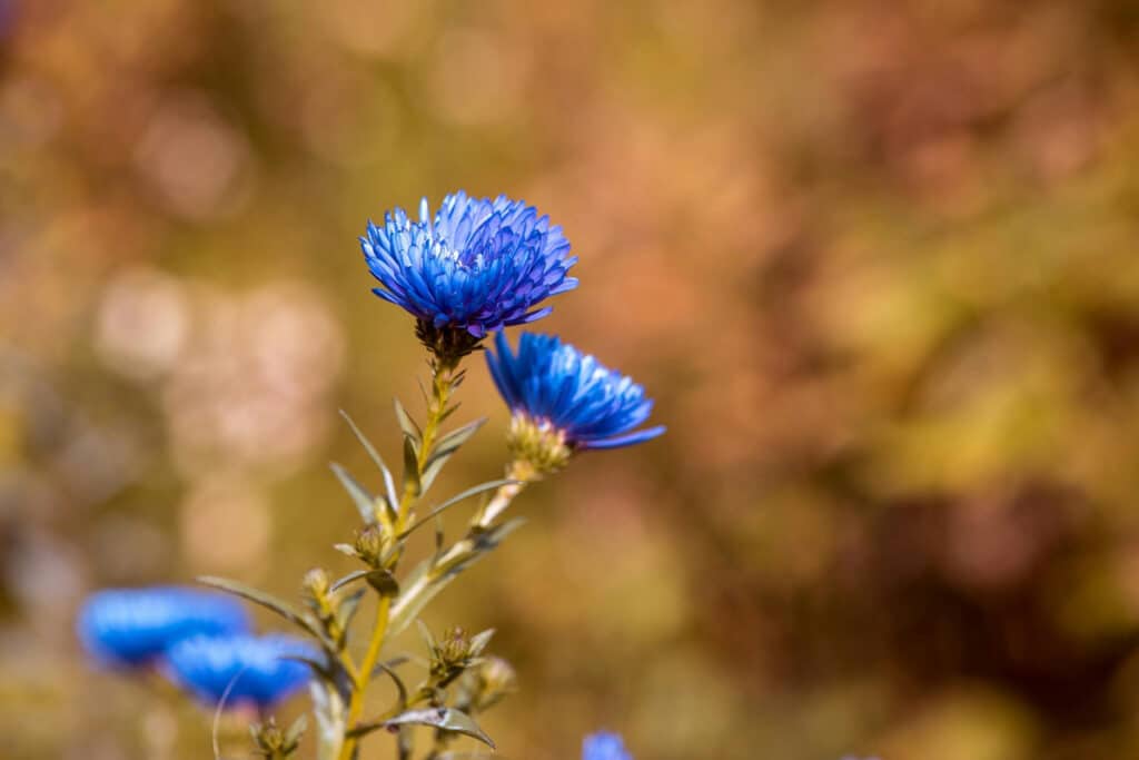 Fiori Settembrini