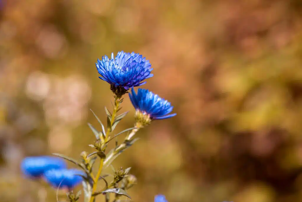 Fiori Settembrini