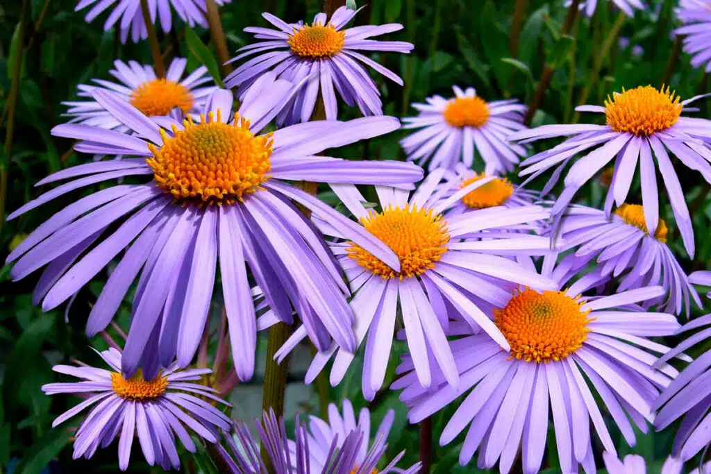 Fiori Settembrini