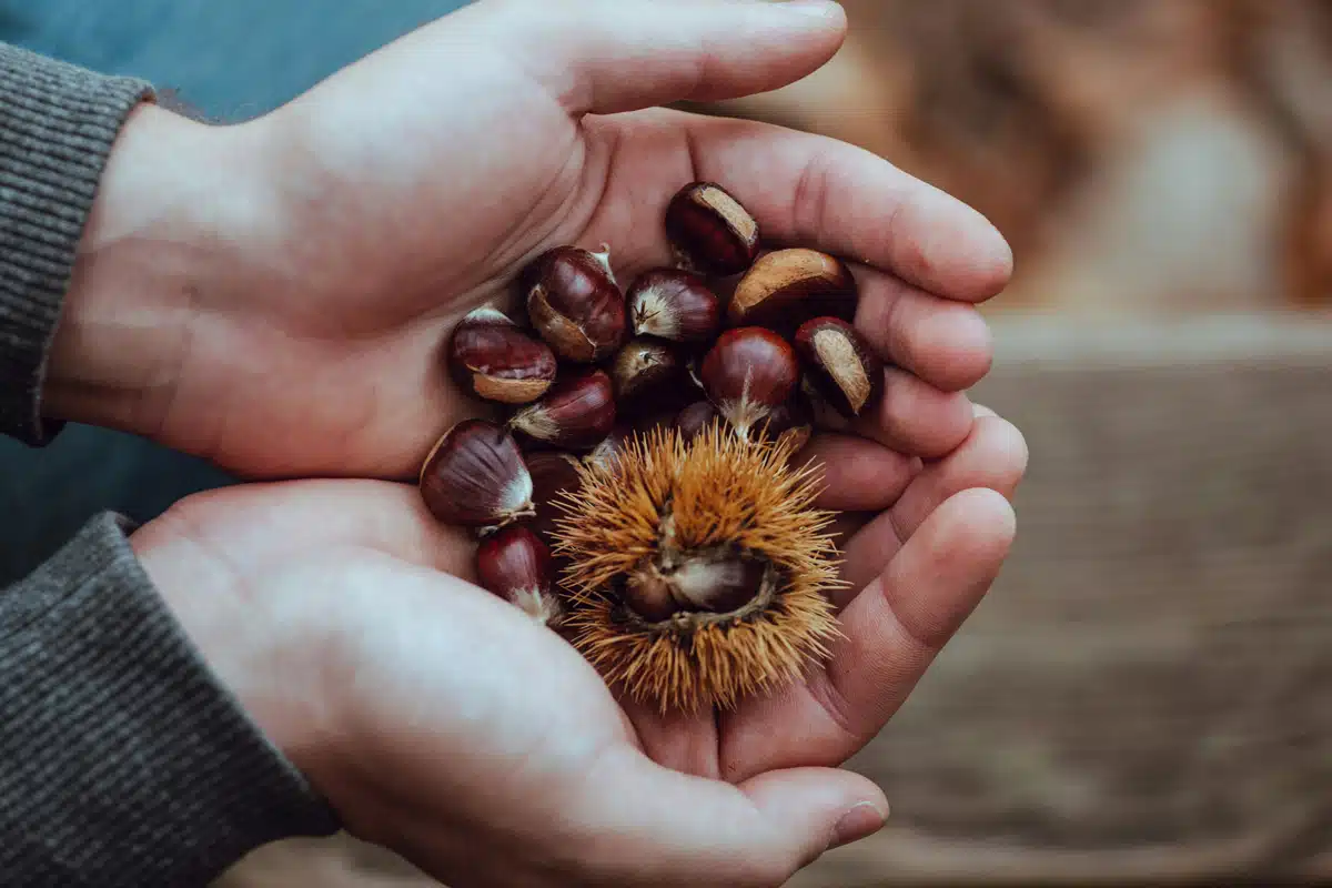 Castagne