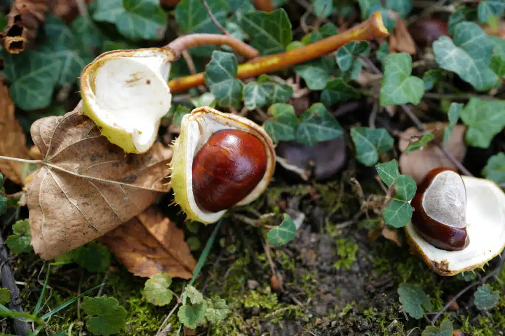Castagne