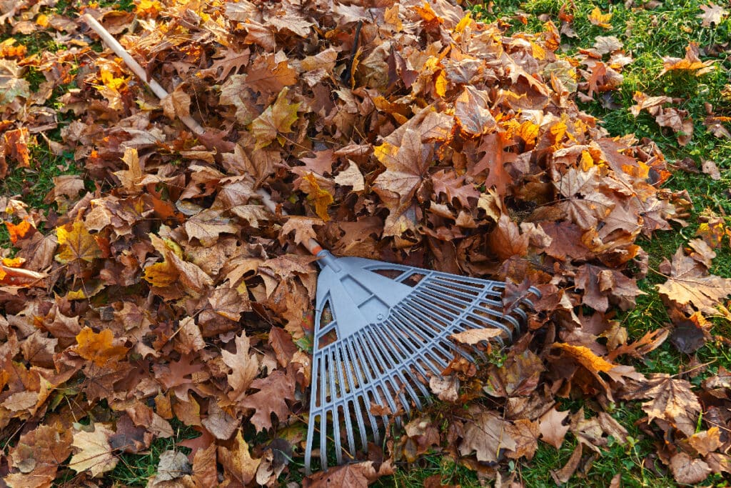 Orto Di Novembre