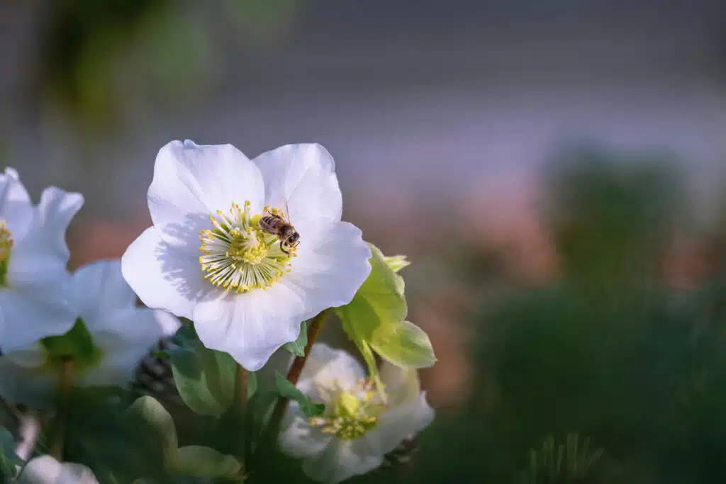 Rosa Di Natale