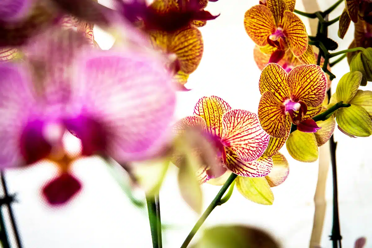 Orchidea