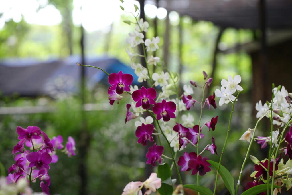 Orchidea