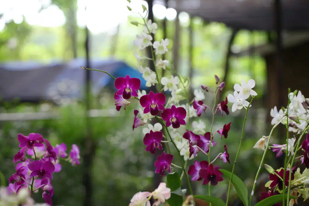 Orchidea