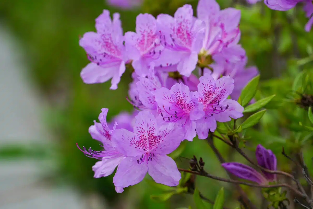 Azalea