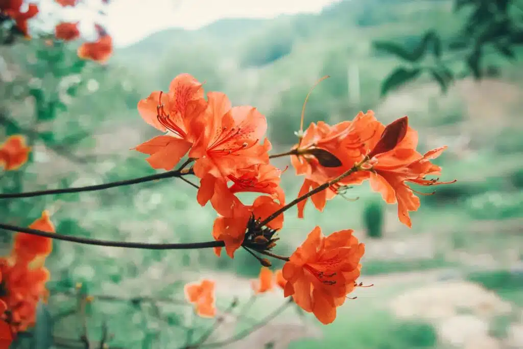 Azalea