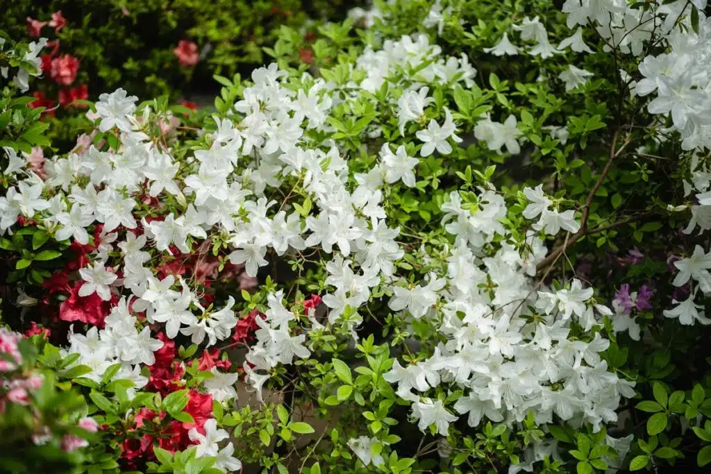 Azalea