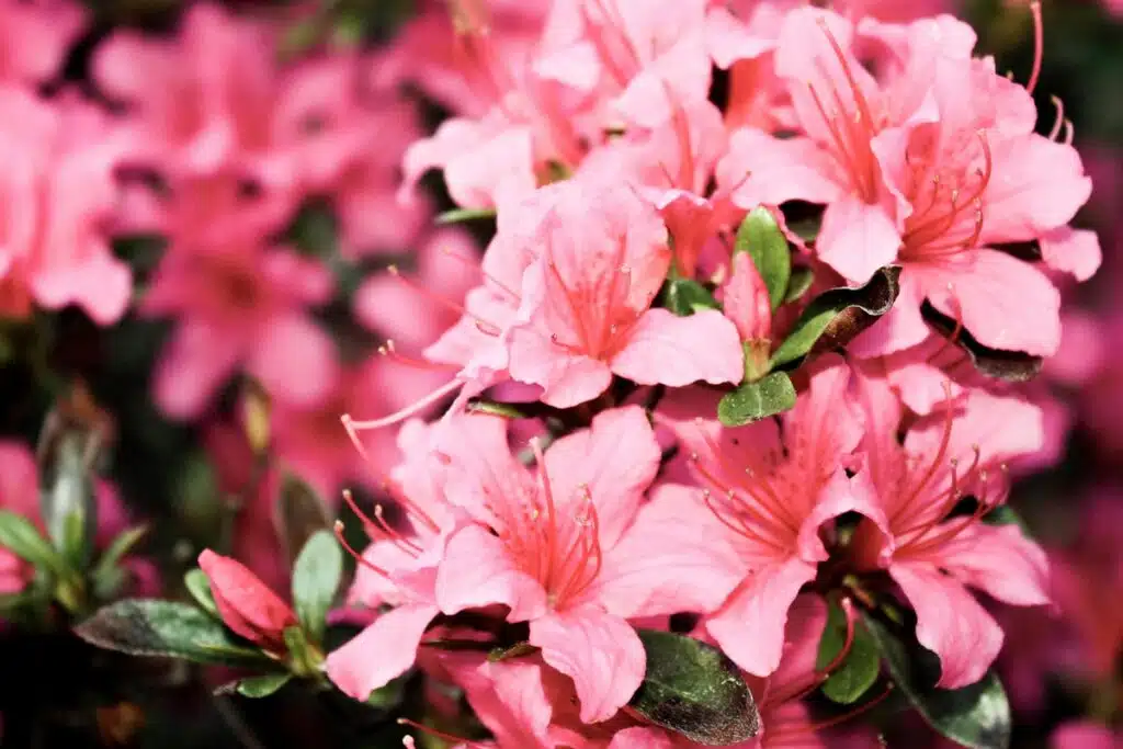 Azalea