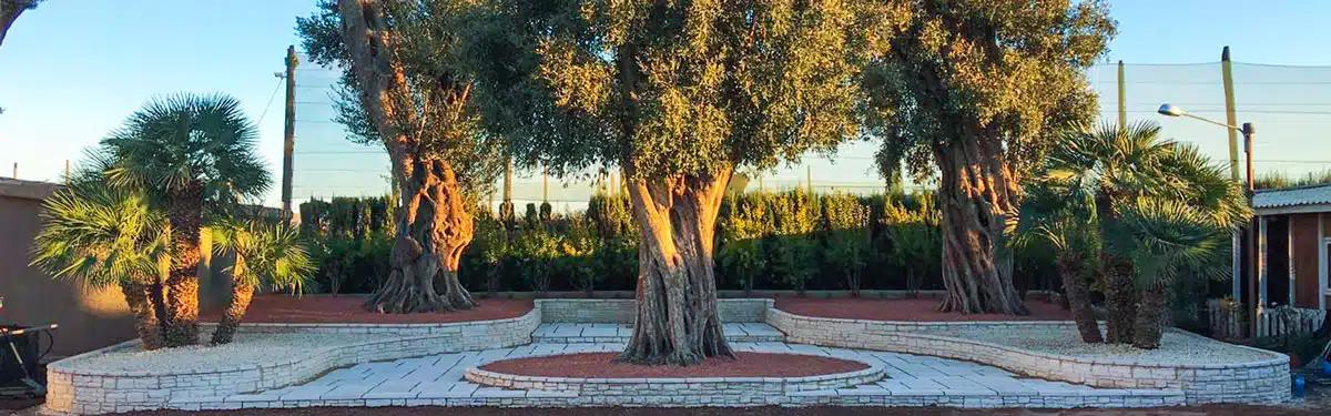 Servizi - Pollice Verde Vicenza - 18 Progettazione-Giardini-3D-Vicenza-Pollice-Verde-Dopo