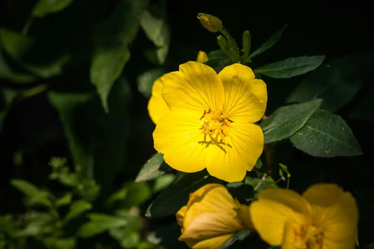 Potentilla