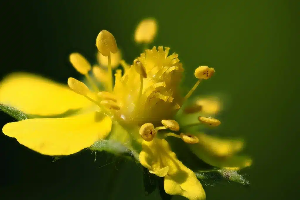 Potentilla