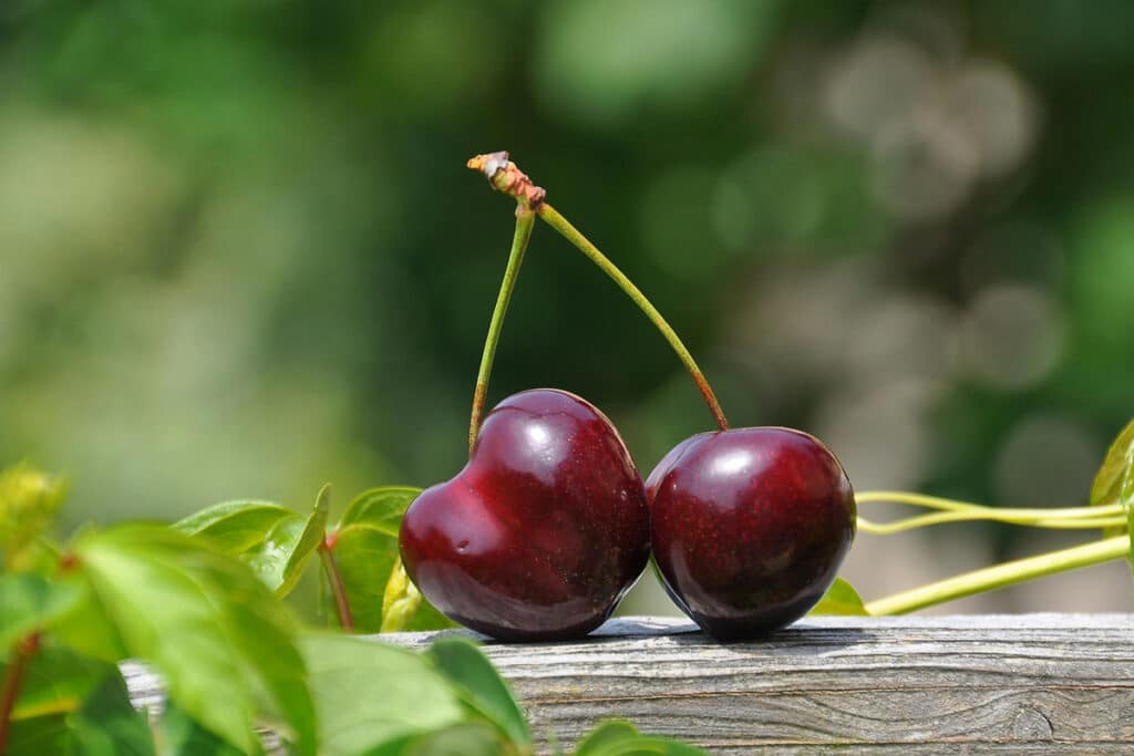 Il Ciliegio: un frutto dolce e una sfida gratificante