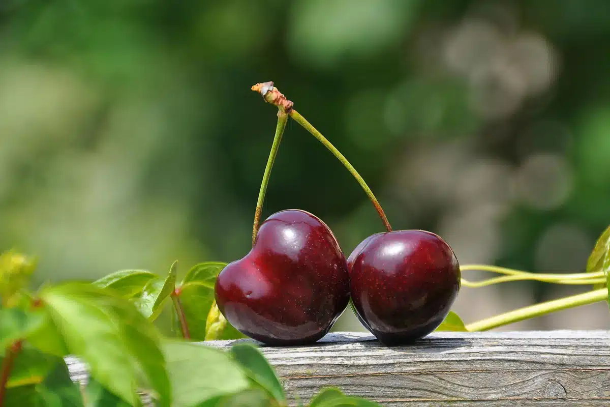 Il Ciliegio: Un Frutto Dolce E Una Sfida Gratificante
