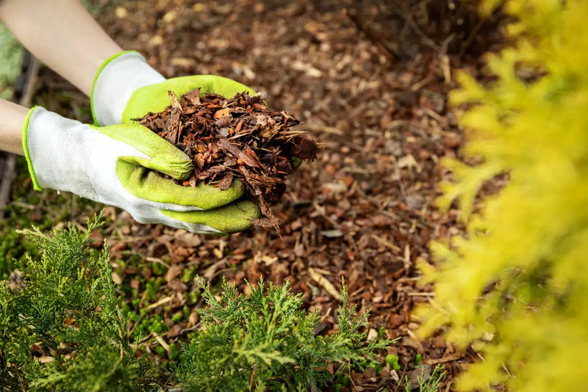 Pacciamatura:  la chiave per un giardino sano e rigoglioso 