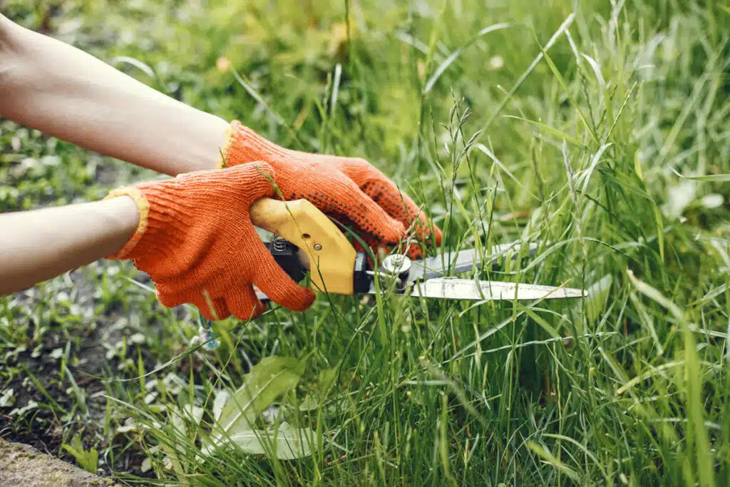 Erbe Infestanti: Cosa Sono E Come Eliminarle
