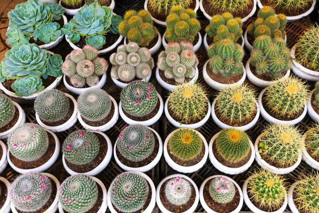 Guida Alle Meraviglie Delle Piante Grasse 