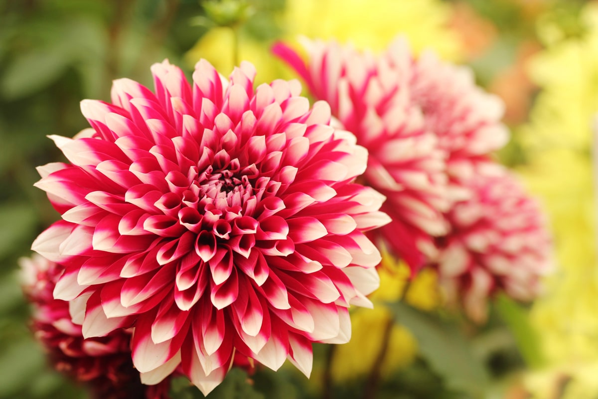 Blog - Pollice Verde Vicenza - 6 La Dalia: Un Fiore Elegante E Versatile
