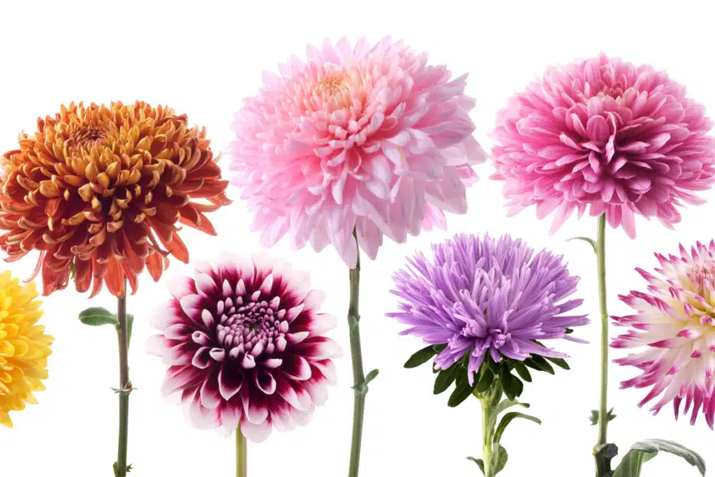 La Dalia: Un Fiore Elegante E Versatile