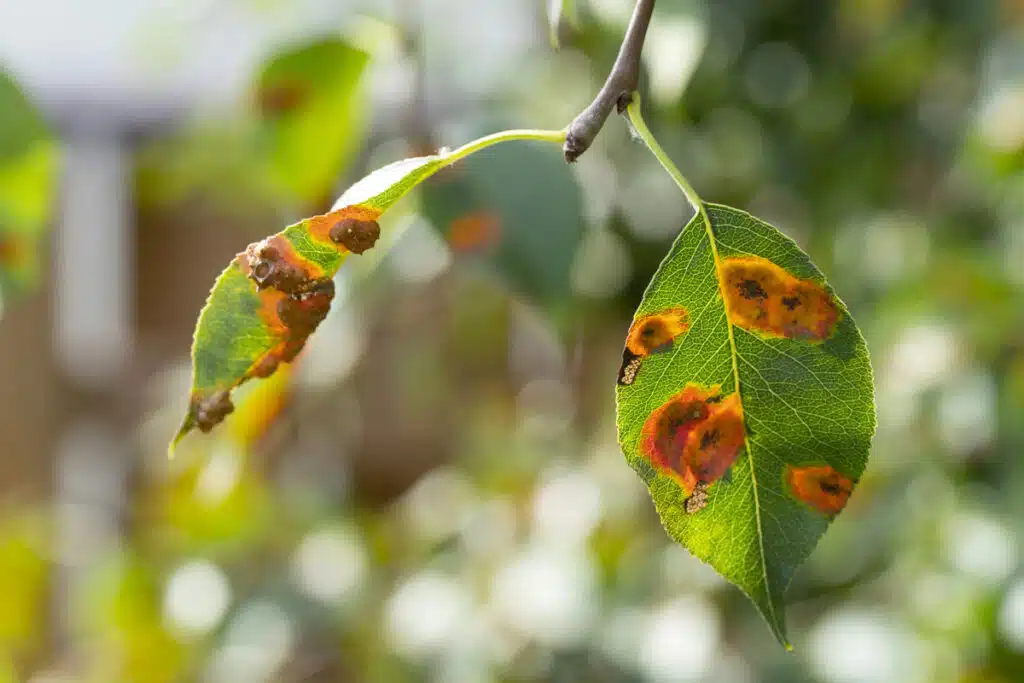 Le Malattie Fungine Delle Piante: Nemici Silenziosi Del Nostro Verde