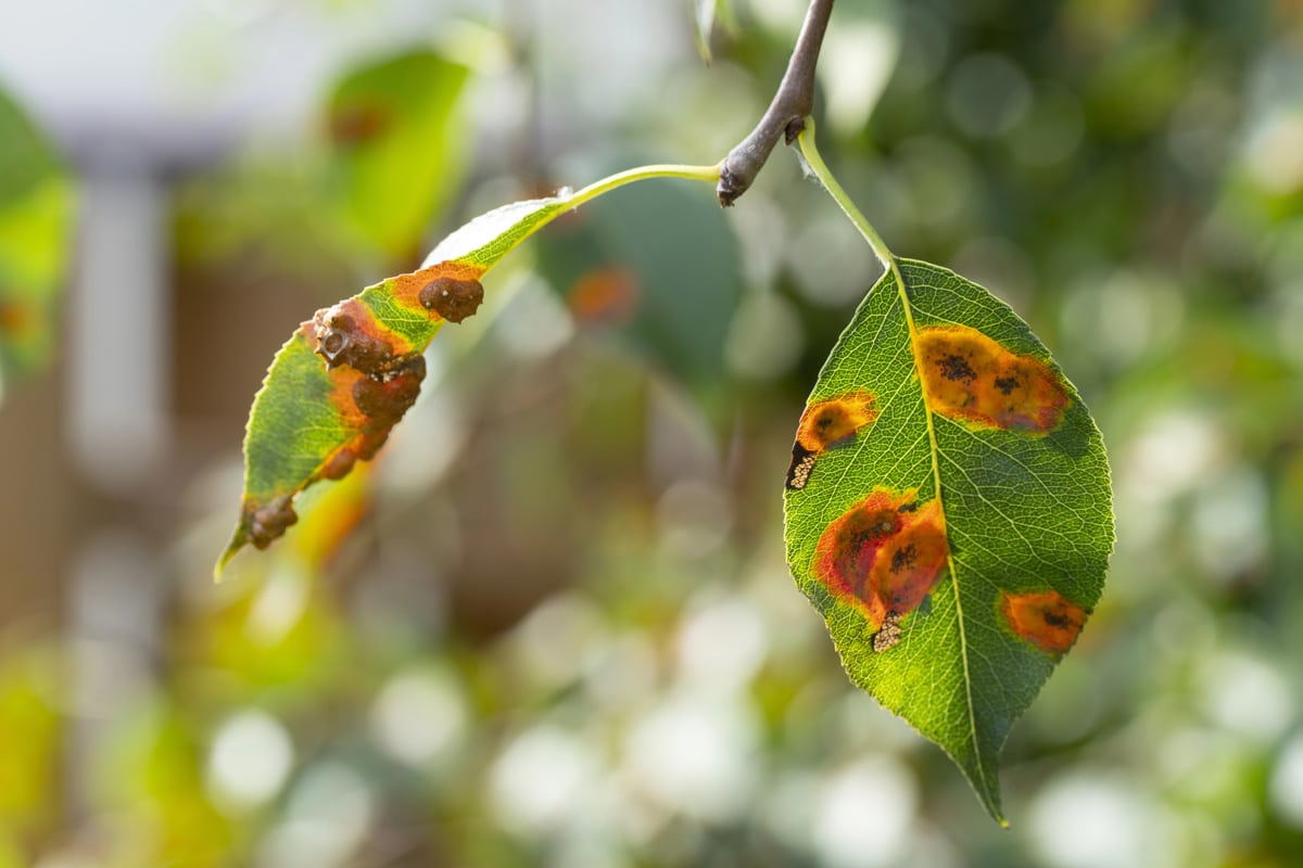 Le Malattie Fungine Delle Piante: Nemici Silenziosi Del Nostro Verde