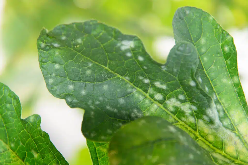 Le Malattie Fungine Delle Piante: Nemici Silenziosi Del Nostro Verde