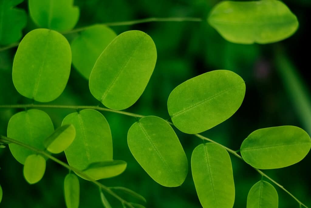 La Moringa Oleifera: l'Albero dei Miracoli dalle mille virtù