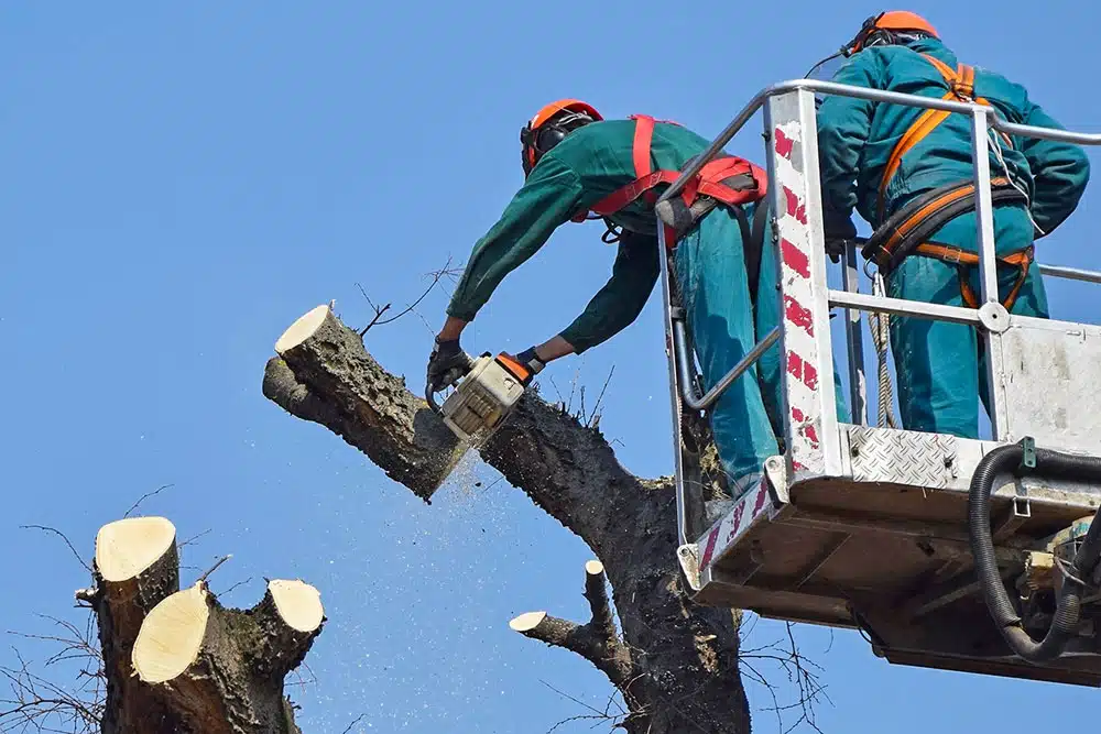 Servizi Giardino Inverno - Pollice Verde Vicenza - 6 Pollice Verde Vicenza Servizi Giardino Inverno 5