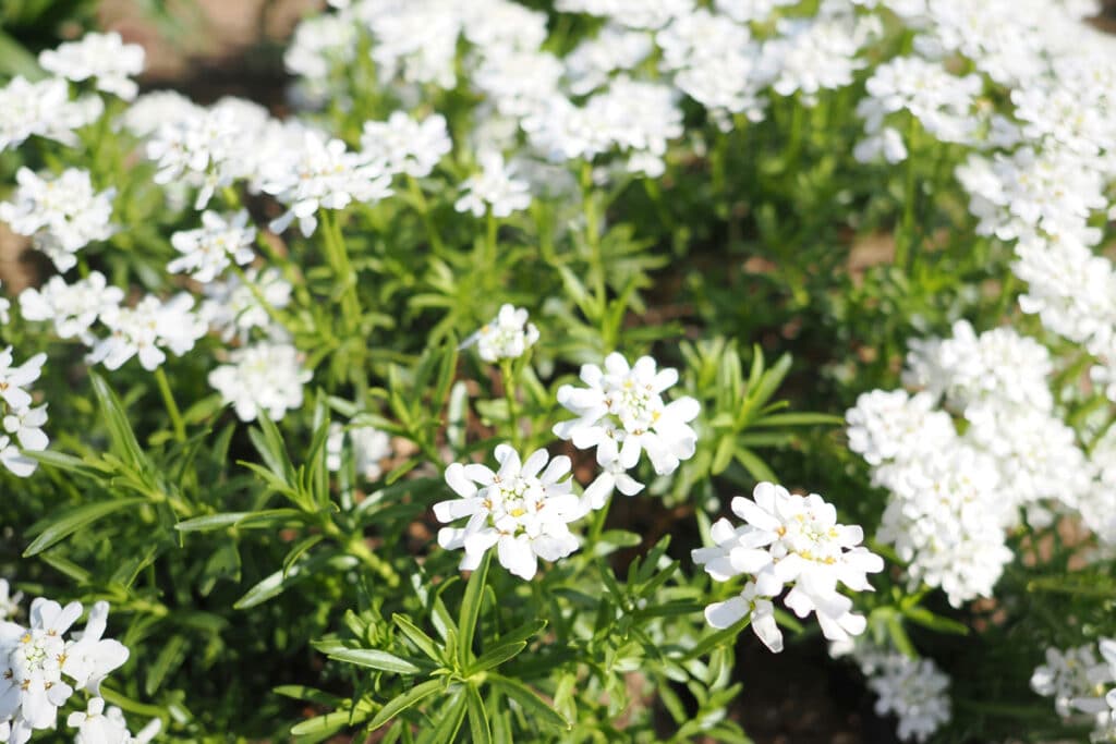 L'Iberis sempervirens: un gioiello fiorito per il tuo giardino