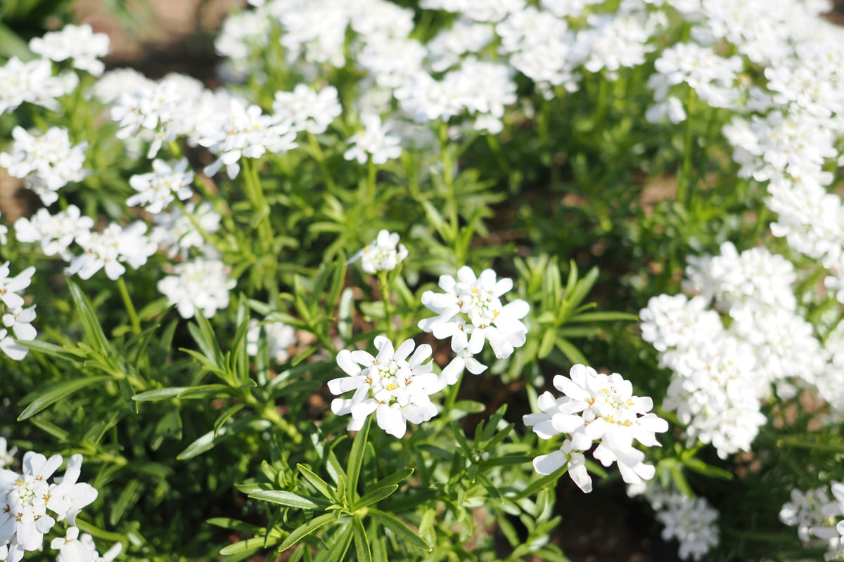 Blog - Pollice Verde Vicenza - 21 L'Iberis Sempervirens: Un Gioiello Fiorito Per Il Tuo Giardino