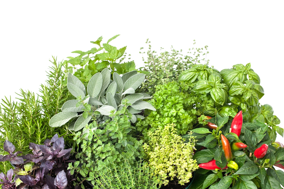 Blog - Pollice Verde Vicenza - 22 Aromi Resistenti: 10 Piante Aromatiche Perenni Che Sfidano Freddo E Siccità